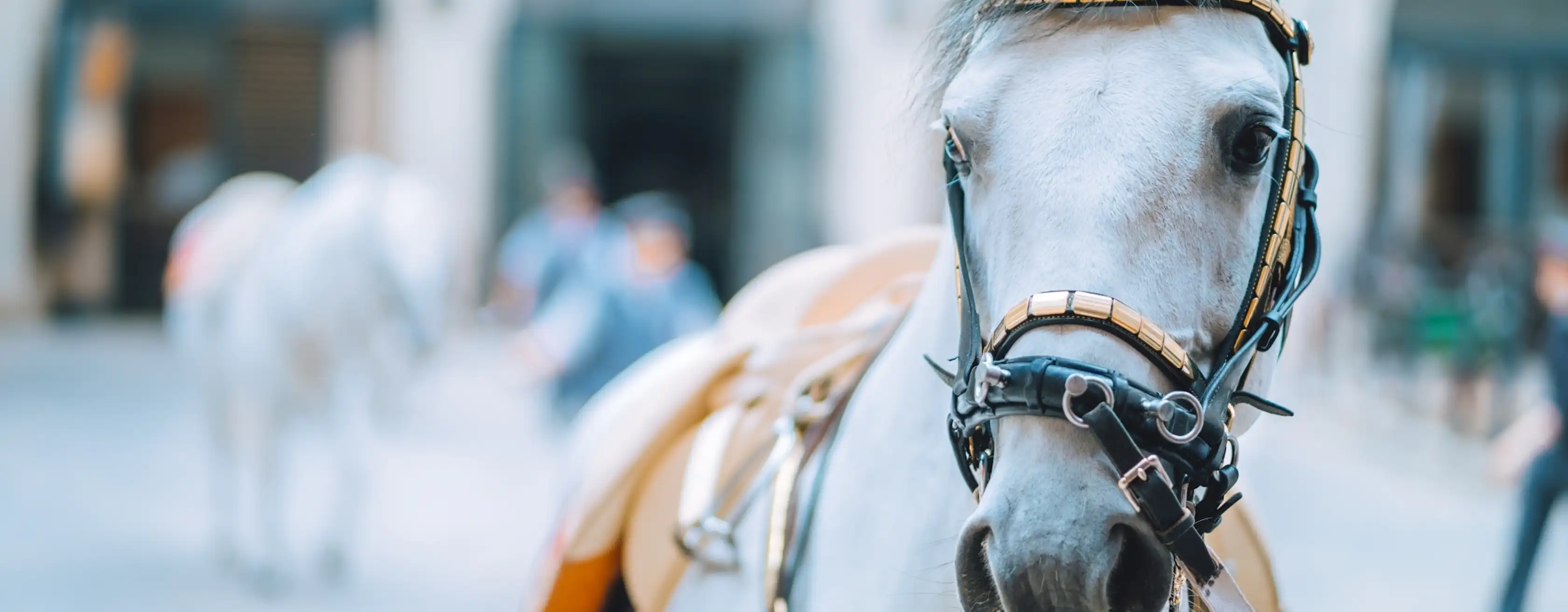 Spanish Riding School billetter og udflugter