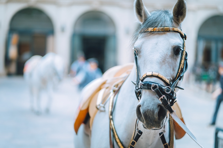 Spanish Riding School Tours and Tickets  musement