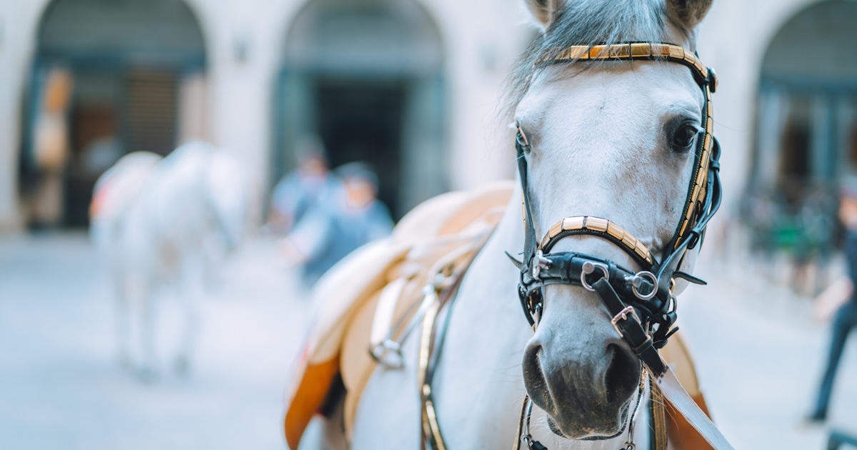 Spanish Riding School Tours and Tickets