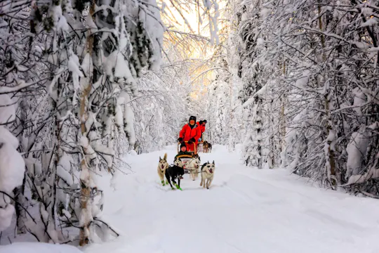 TUI Kuusamo husky and reindeer sleigh tour