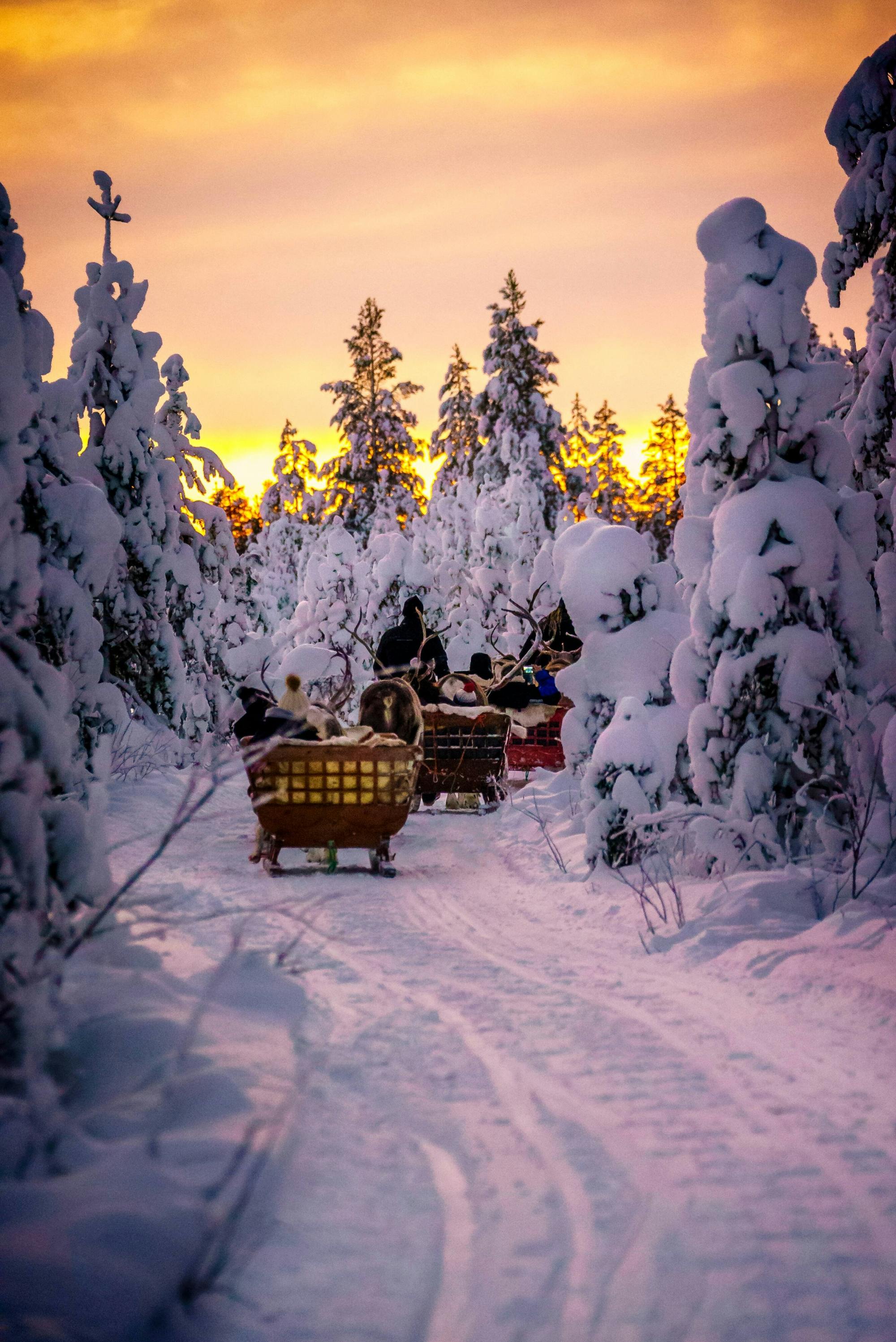 Kuusamo Husky & Reindeer Sleigh Tour