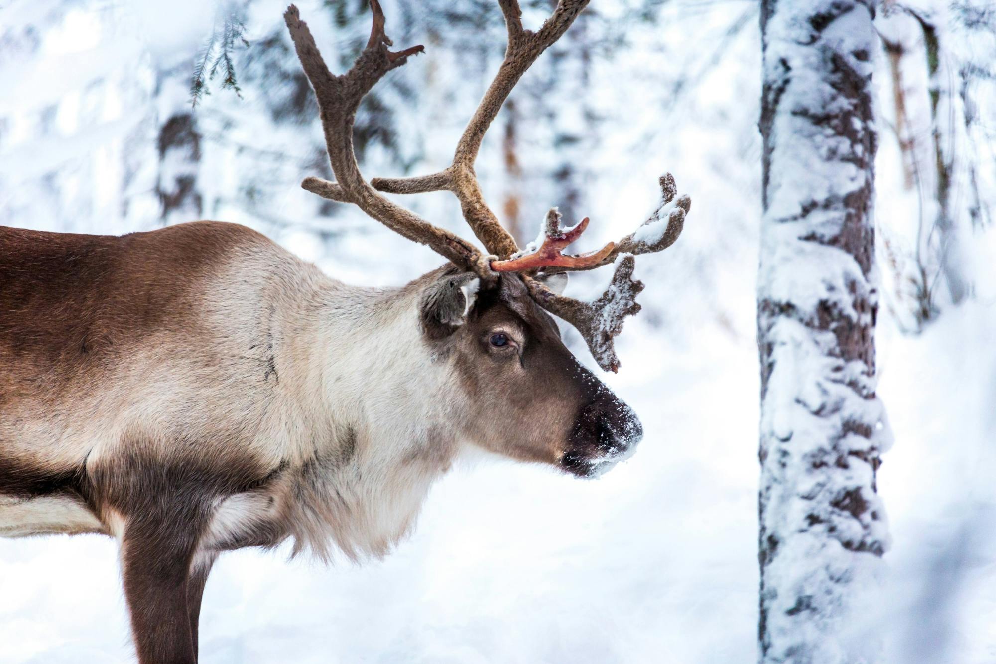 Kuusamo Husky & Reindeer Sleigh Tour