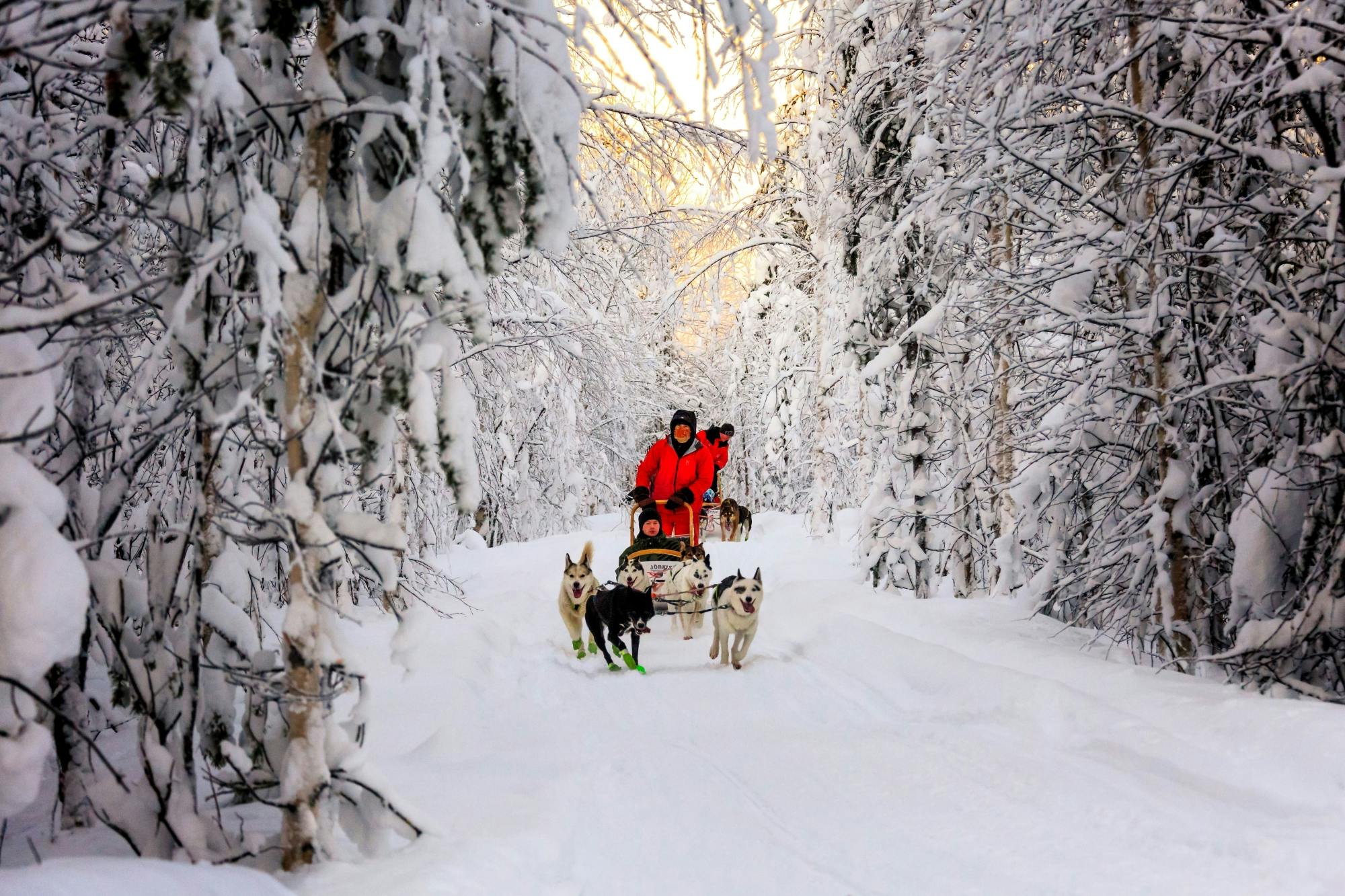 Kuusamo Excursión en trineo tirado por renos y huskies