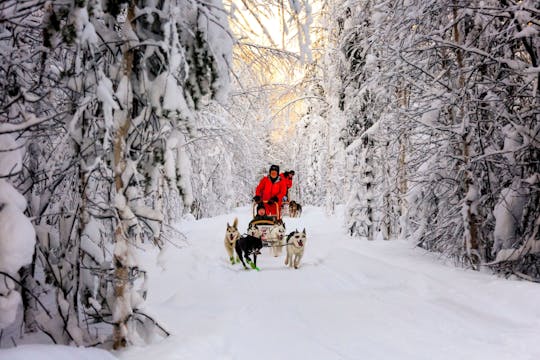 Tour in slitta con husky e renne a Kuusamo