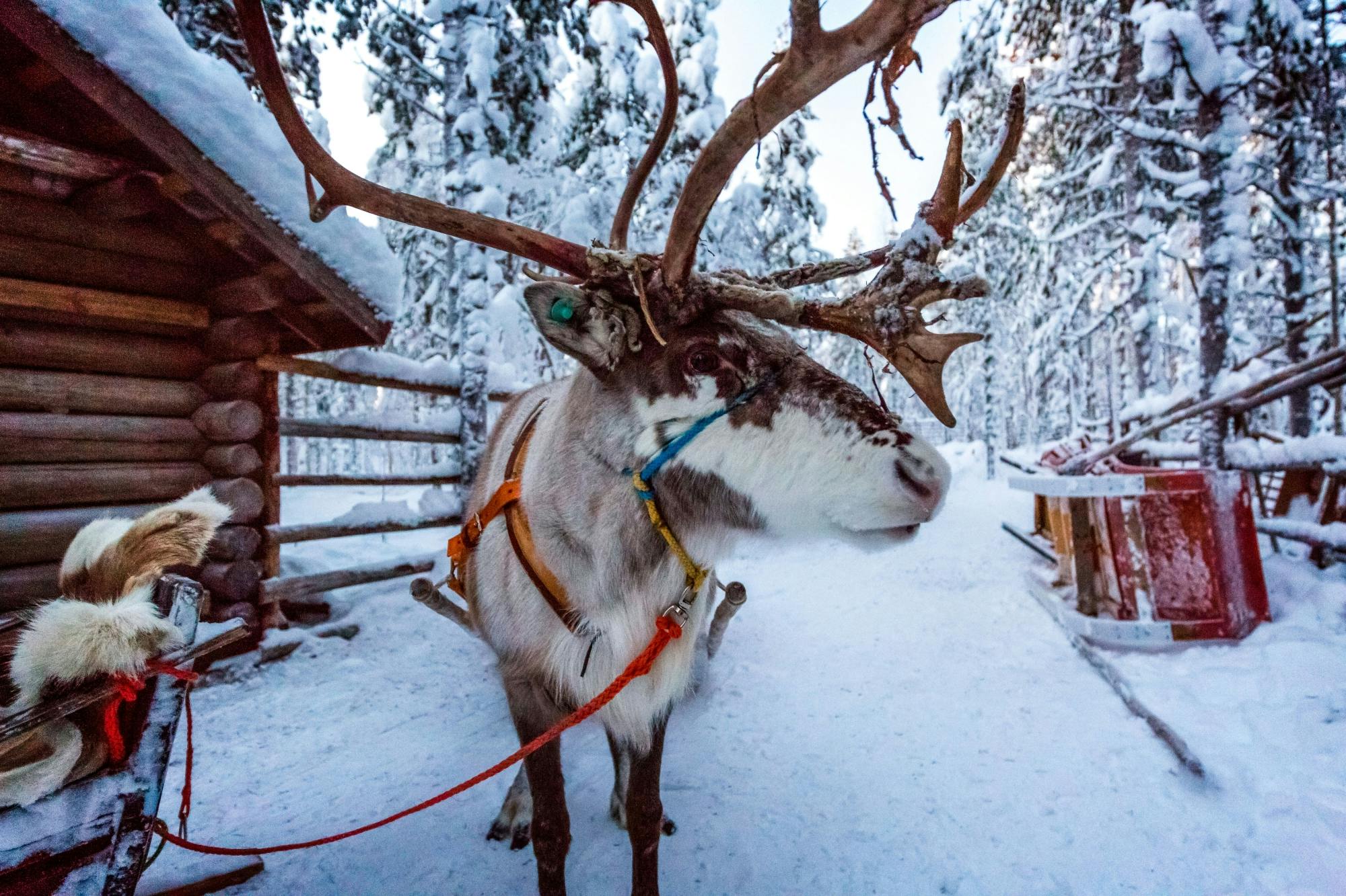 Kuusamo Husky & Reindeer Sleigh Tour