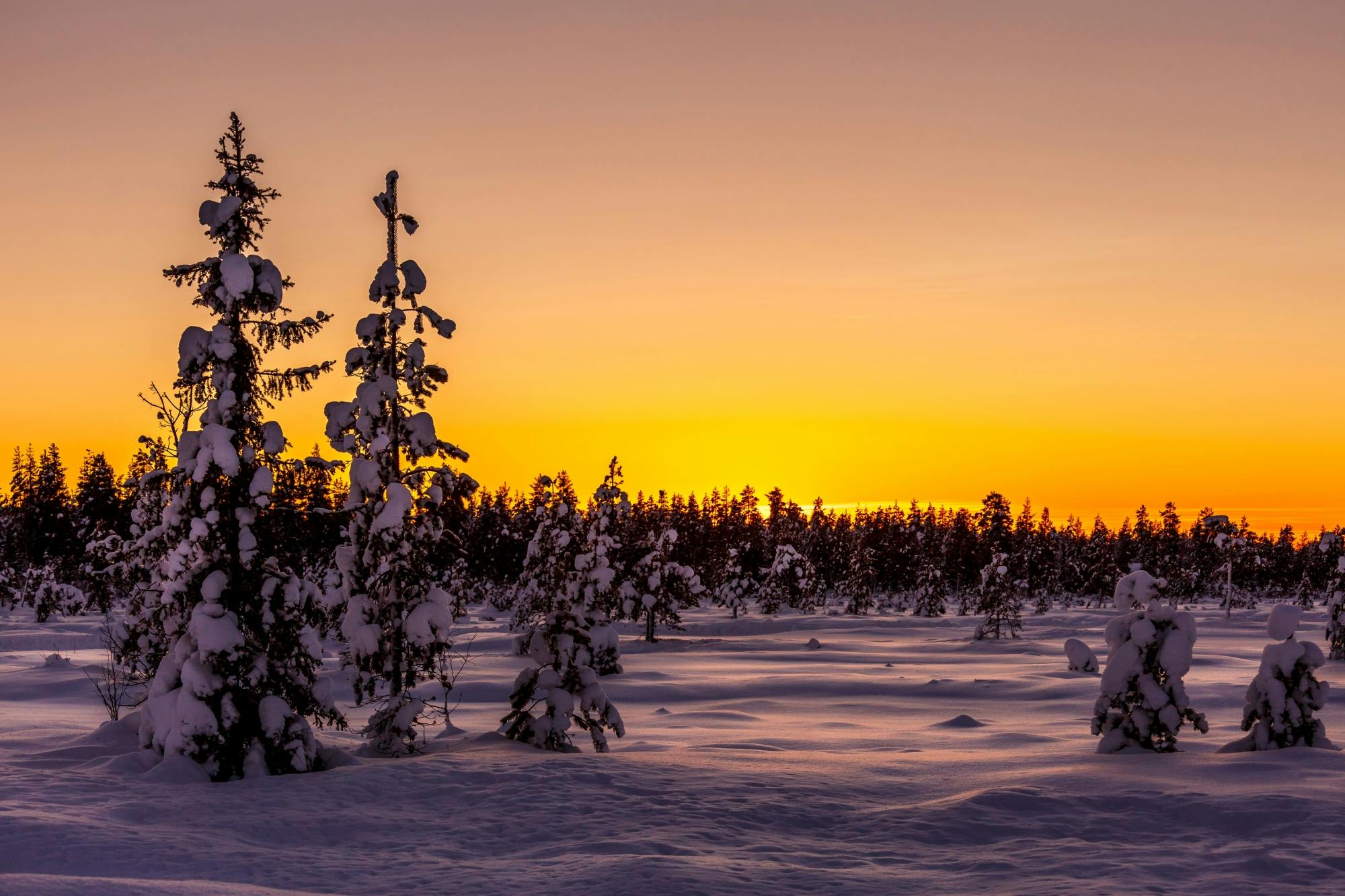 Kuusamo Snowmobile Day Tour