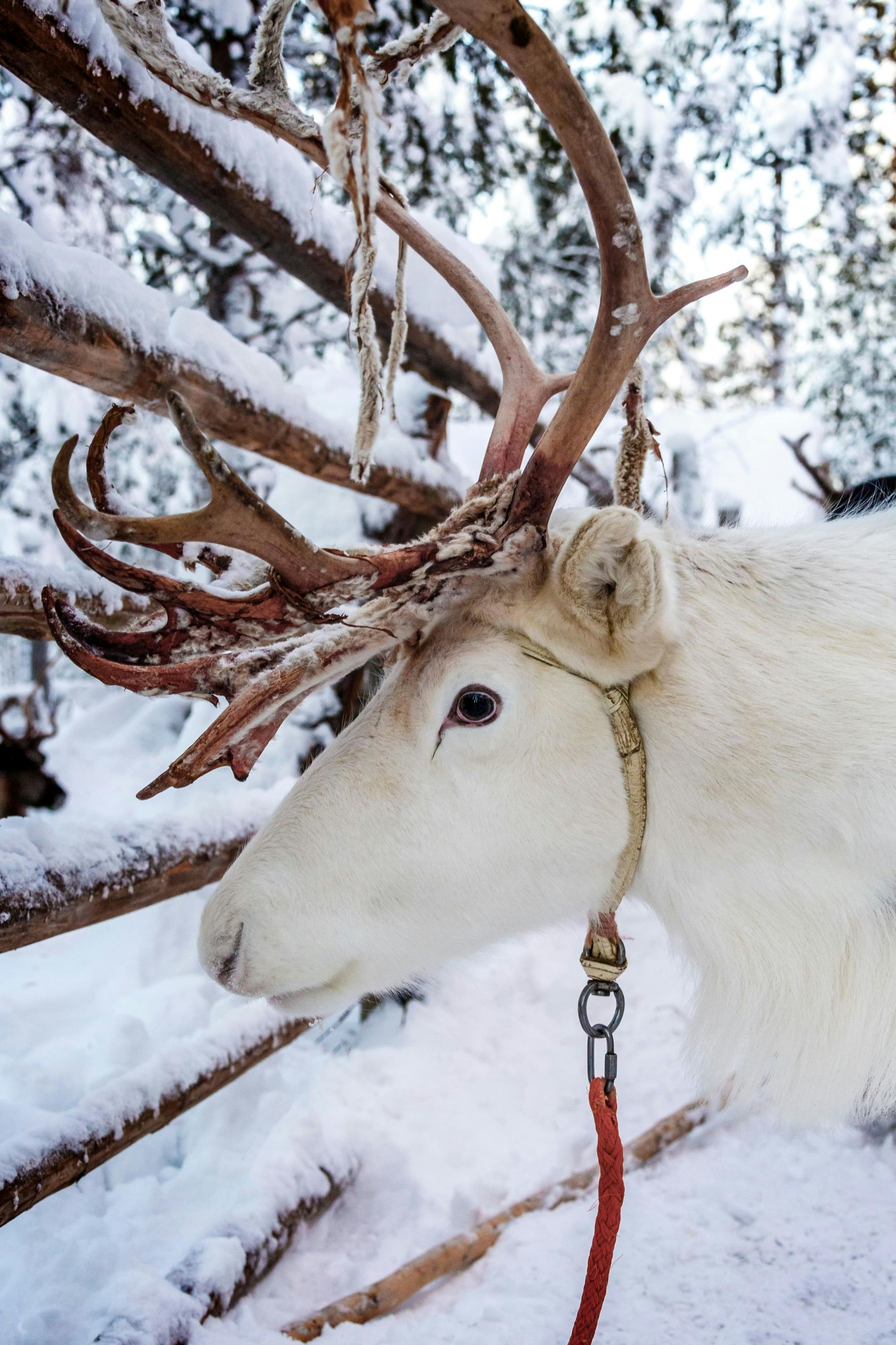 Kuusamo Husky & Reindeer Sleigh Tour