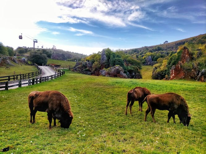 Cabárceno Natural Park tickets and guided tour from Santander