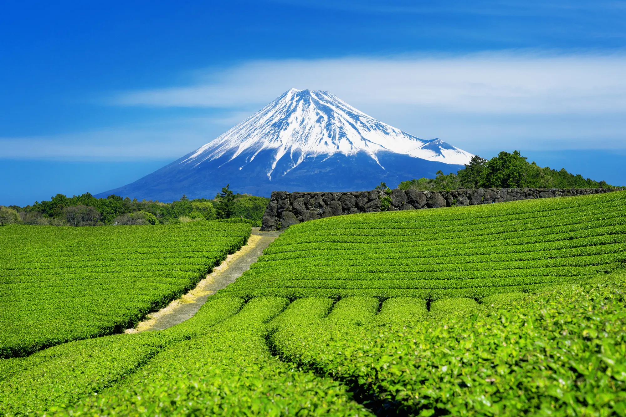 Fuji City