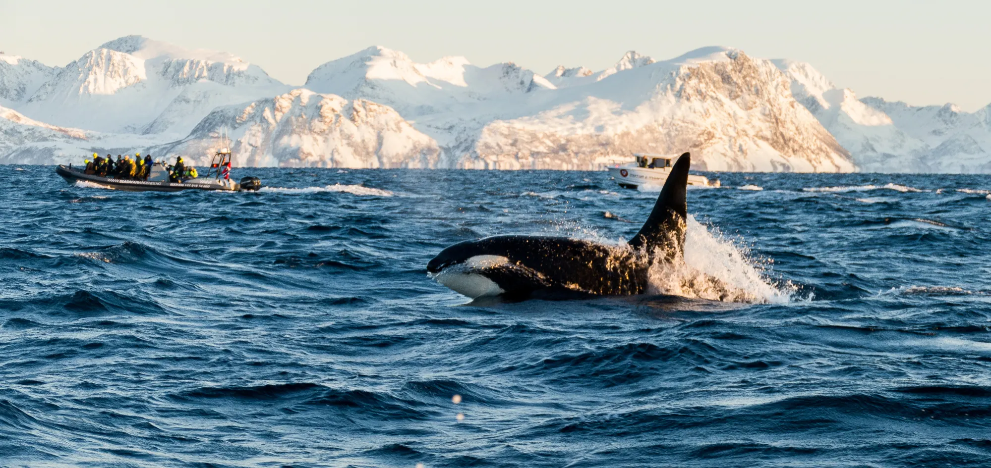 Whale watching in Tromsø