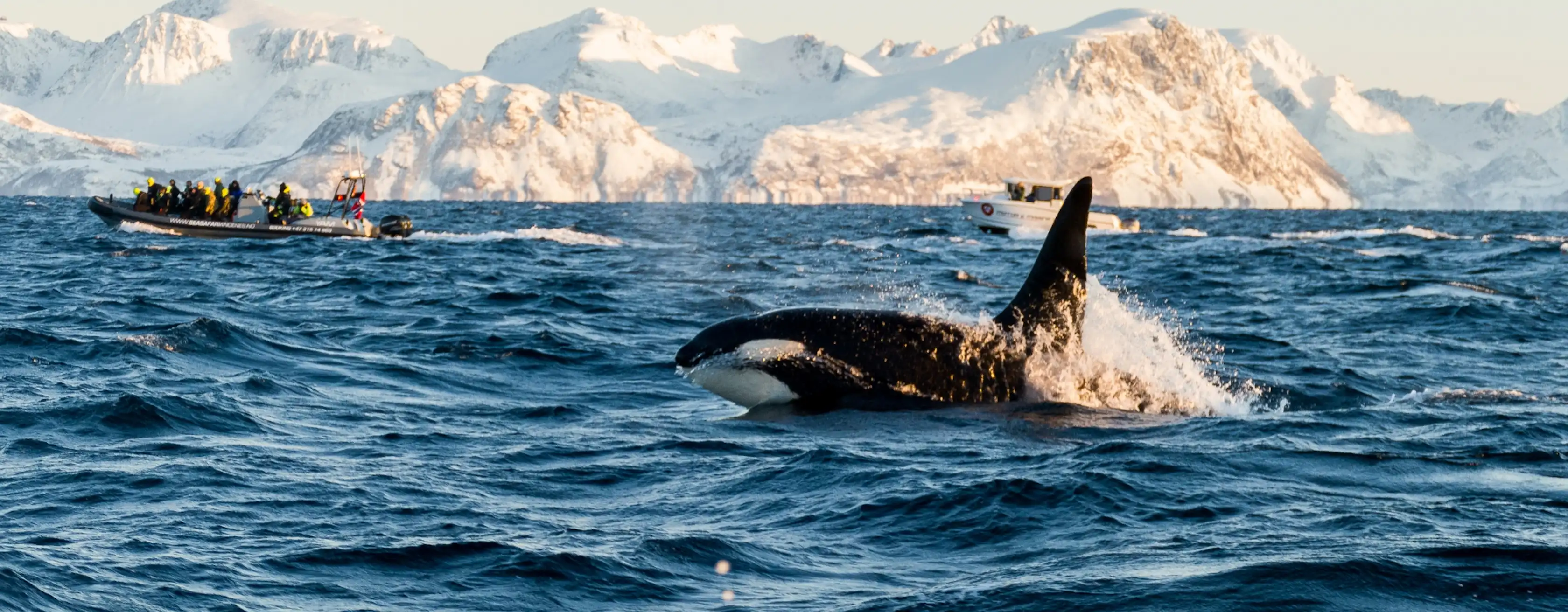Whale watching in Tromsø – pääsyliput ja kierrokset