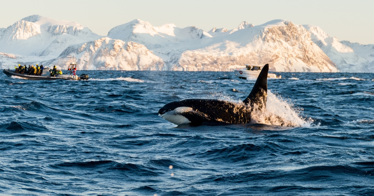Whale watching in Tromsø Tours and Tickets