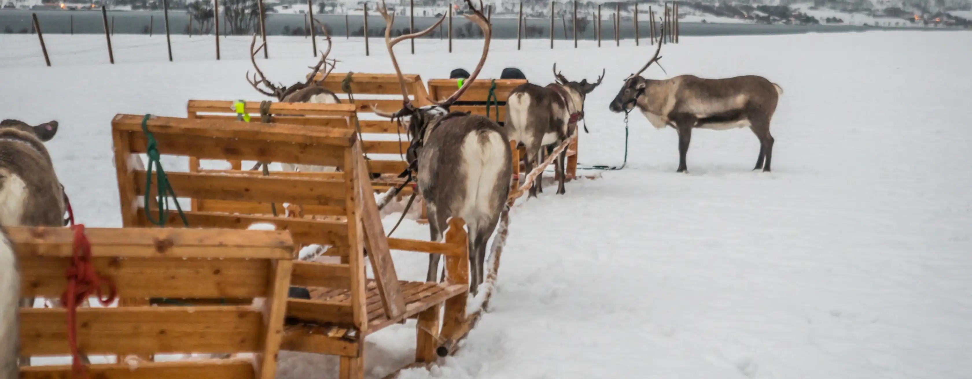 Sleigh Rides in Tromsø – pääsyliput ja kierrokset
