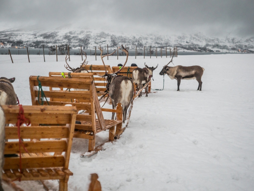 Sleigh Rides in Tromsø Tours and Tickets Norway