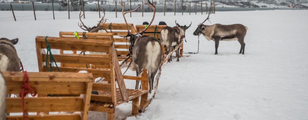 Sleigh Rides in Tromsø
