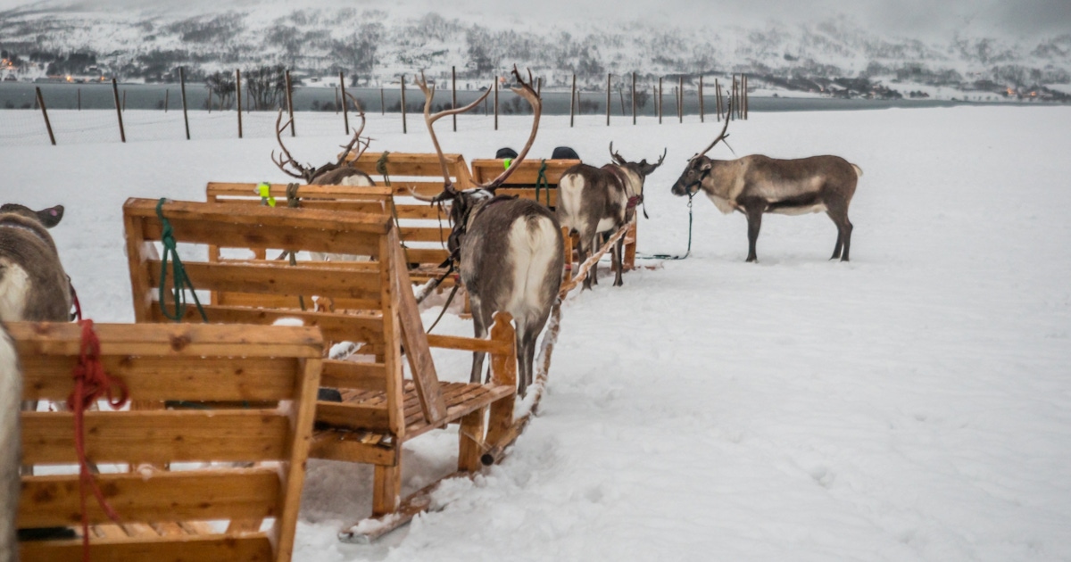 Sleigh Rides in Tromsø Tours and Tickets