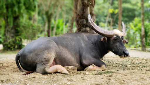 Morning Cooking Class at Old Phuket Farm 