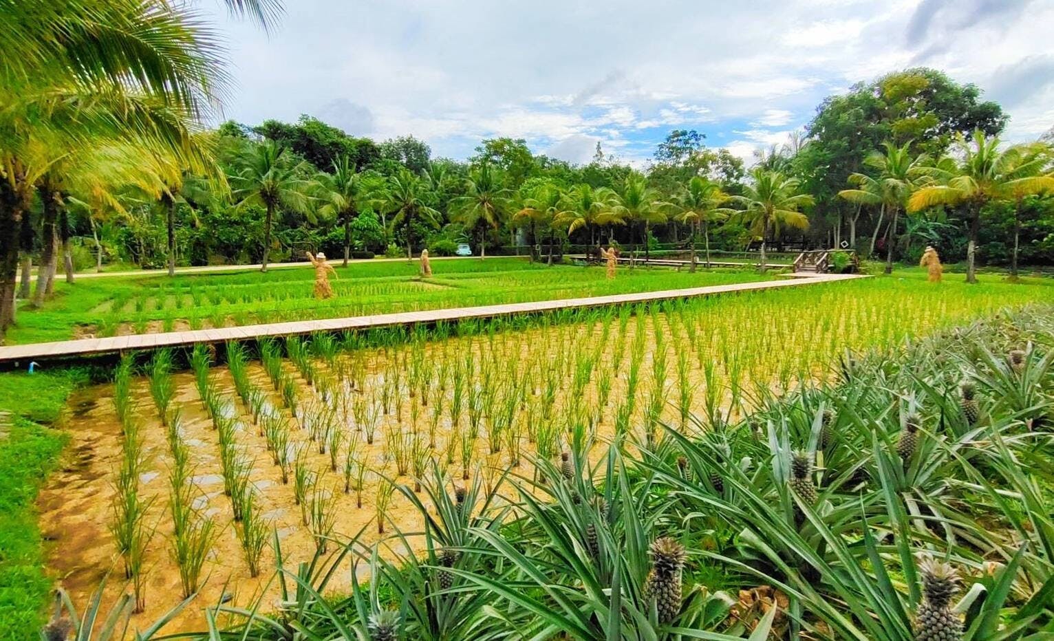 Morning Cooking Class at Old Phuket Farm 