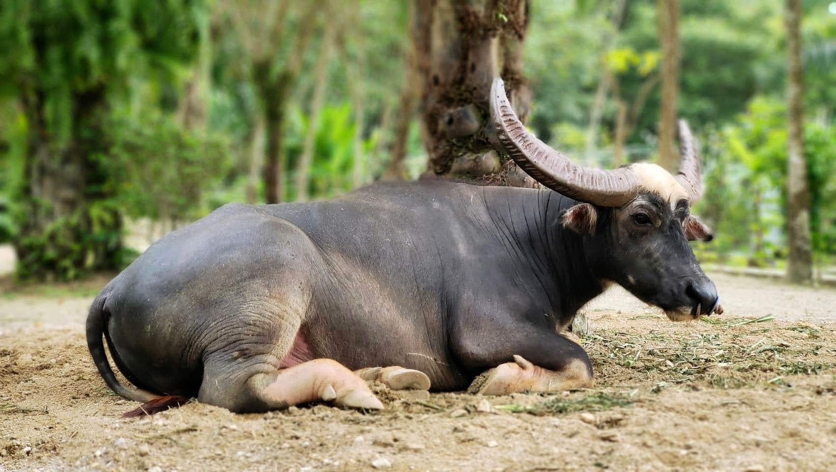Morning Cooking Class at Old Phuket Farm 