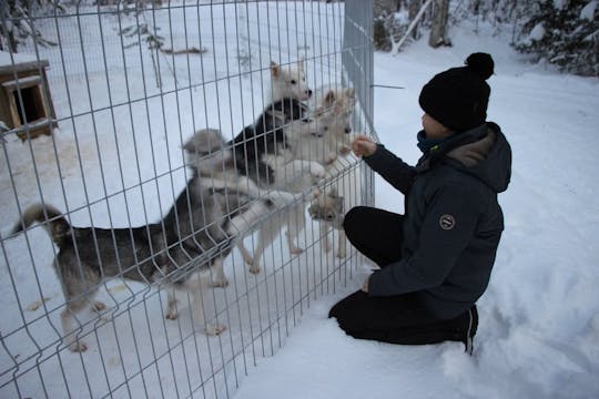 Safari de Husky en grupo pequeño de 5 km y visita a la granja.