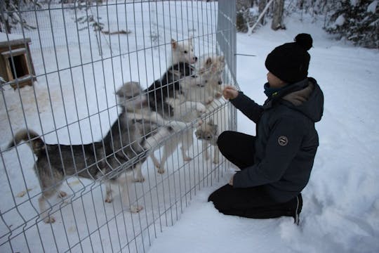 Small group Husky safari 5 km and farm visit