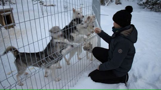 Paseo con Huskies y visita a la granja