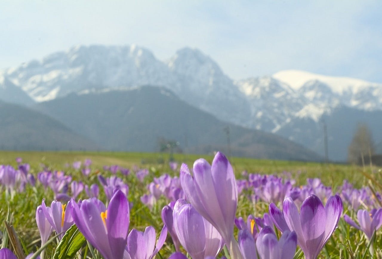 Viagem De Um Dia A Zakopane Saindo De Cracóvia Com Entrada Para ...