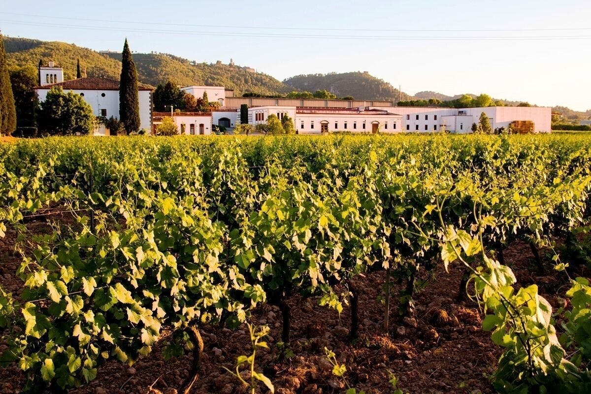 Guided tour to a winery with wine tasting from Barcelona