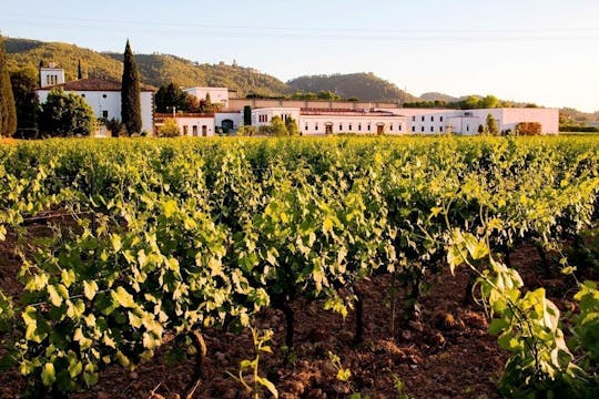 Guided tour to a winery with wine tasting from Barcelona