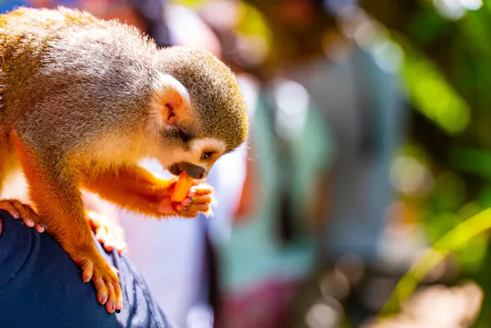 Monkeyland Abenteuer-Tour