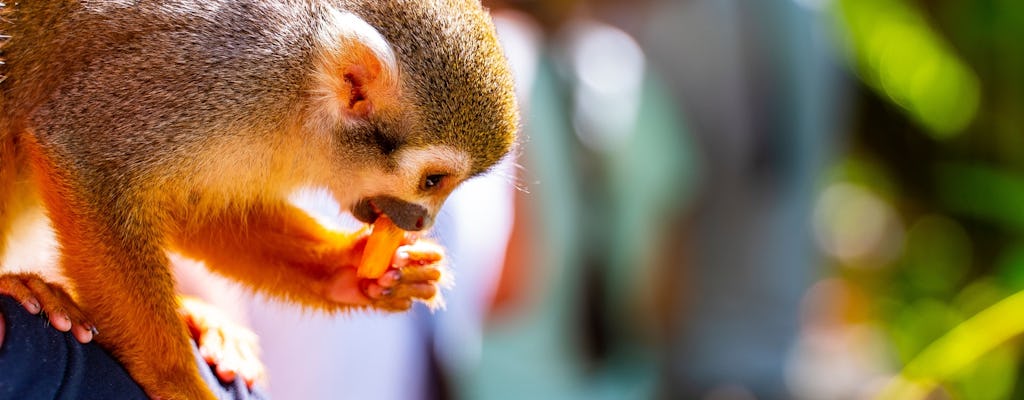 Monkeyland Abenteuer-Tour