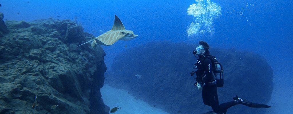 Immersione notturna per subacquei certificati a Tenerife