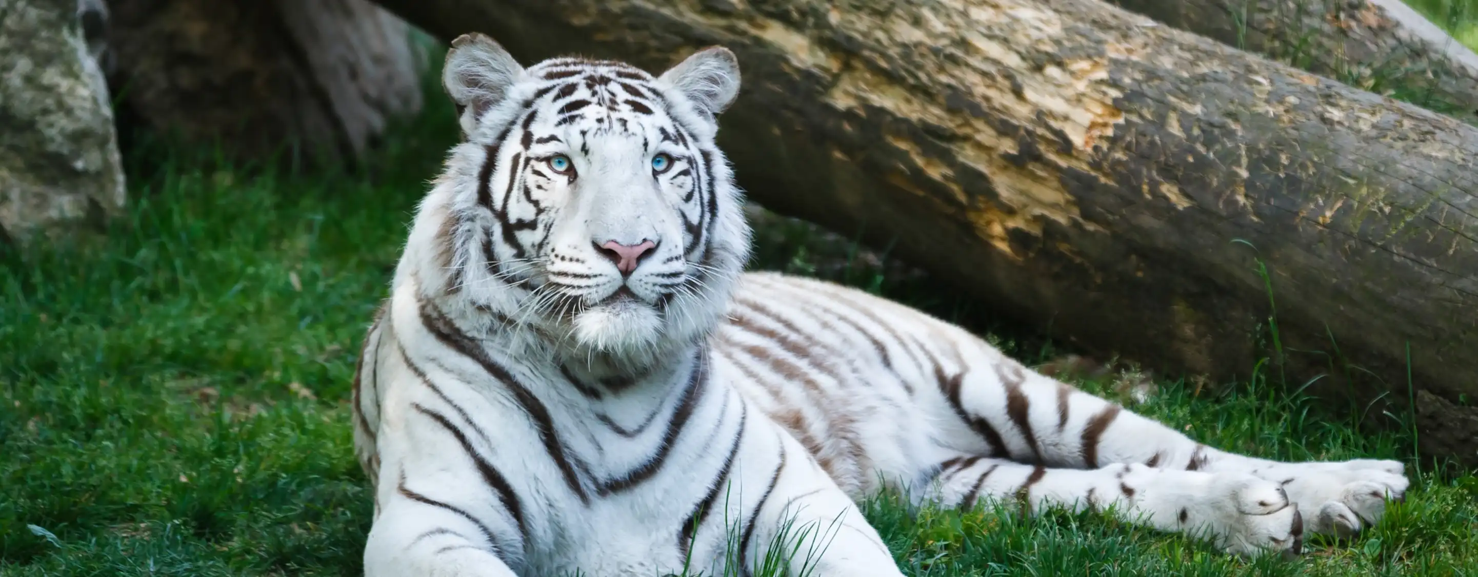 Zoo d'Amnéville