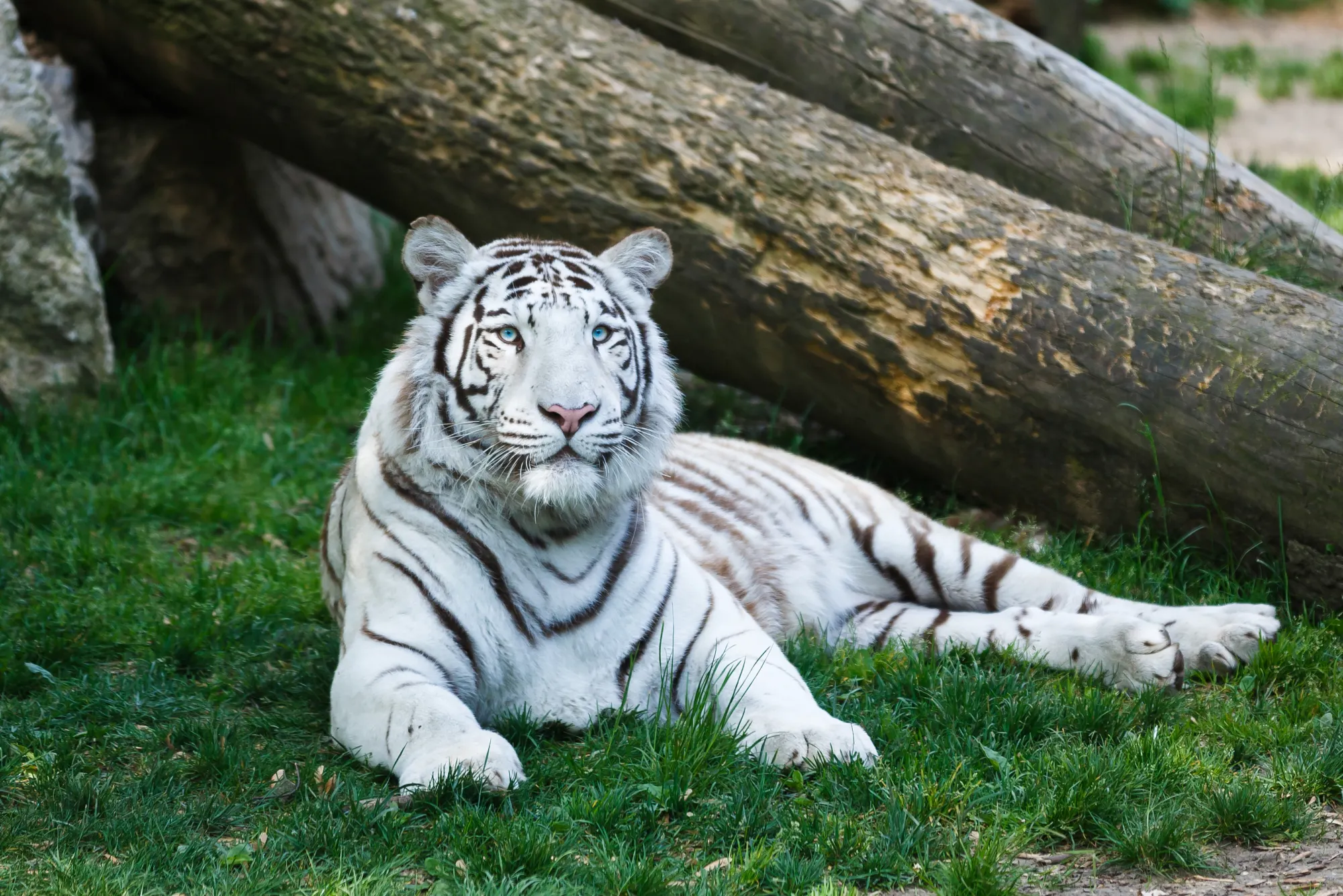 Zoo d'Amnéville