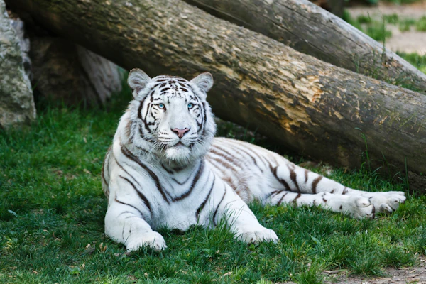 Zoo d'Amnéville
