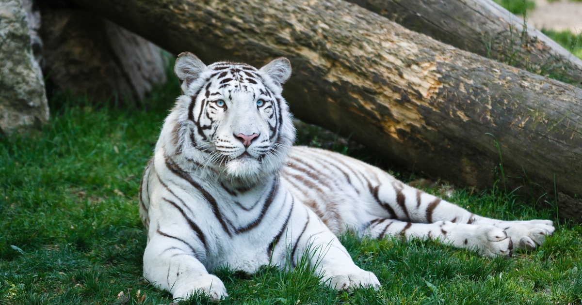 Zoo d'Amnéville Tours and Tickets