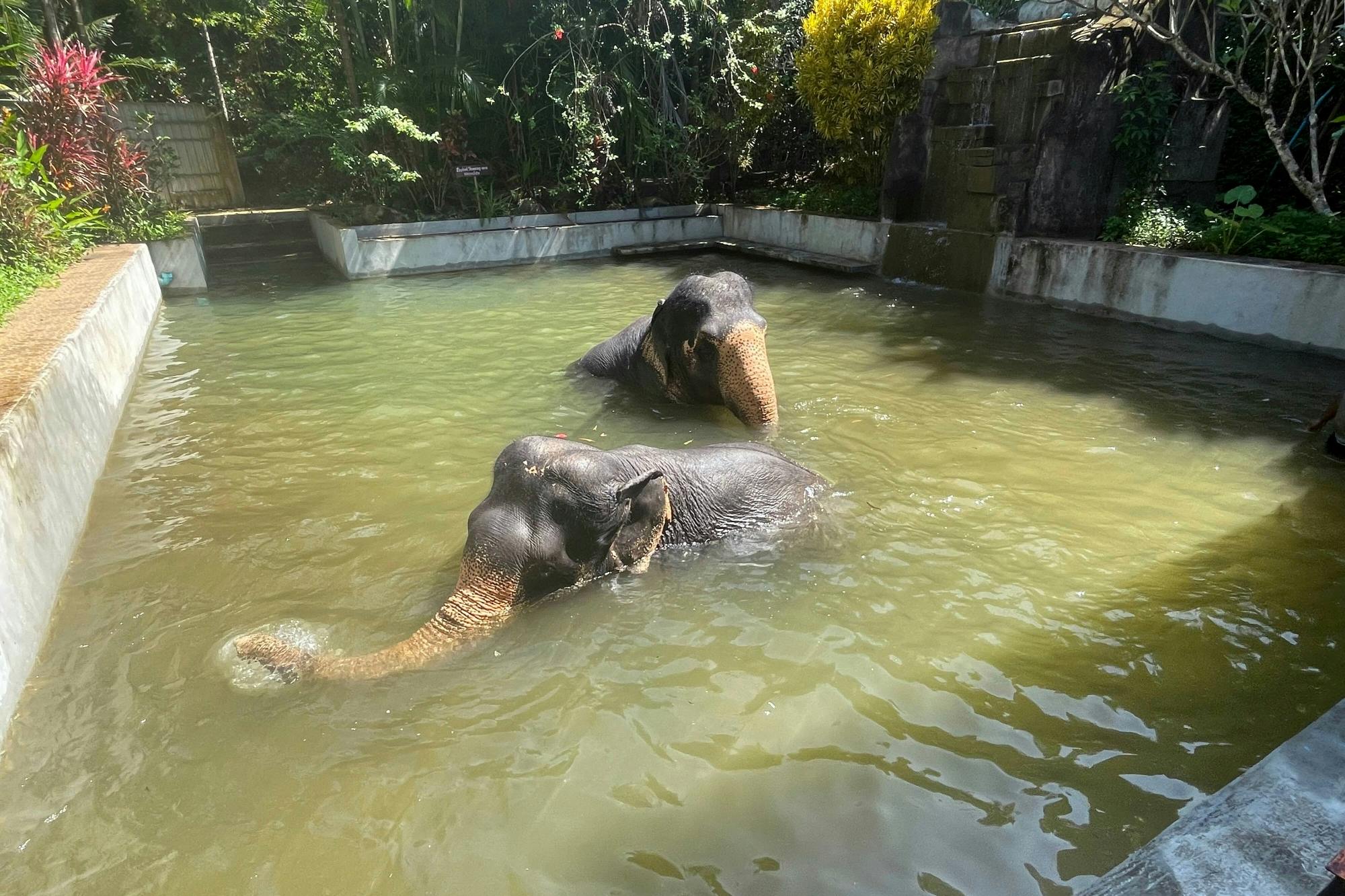 Halbtagestour zum Elefantenschutzgebiet ab Khao Lak