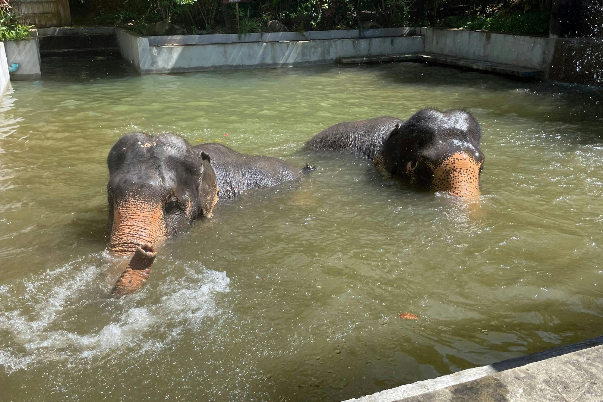 Half Day Elephant Sanctuary From Khao Lak