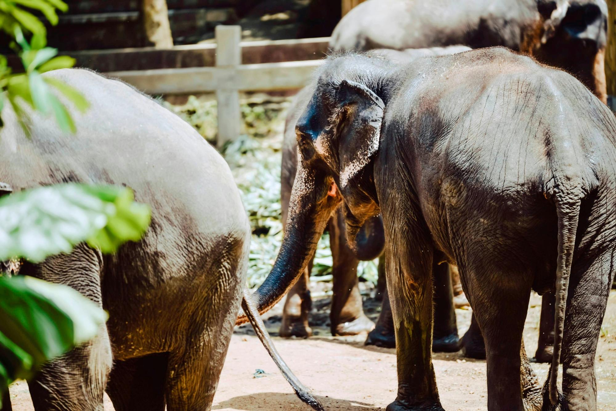 Full Day Elephant Sanctuary From Khao Lak