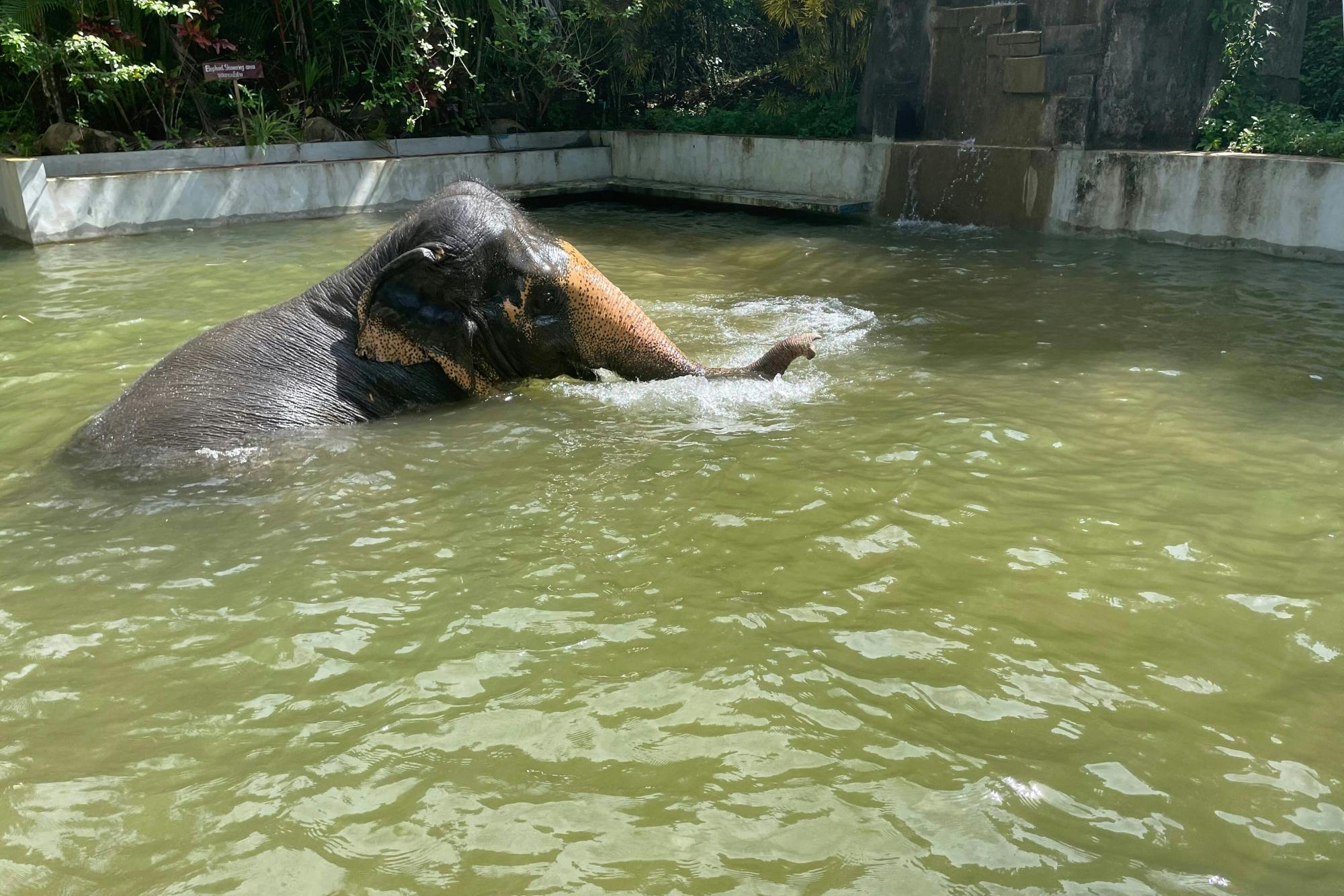 Half Day Elephant Sanctuary From Khao Lak