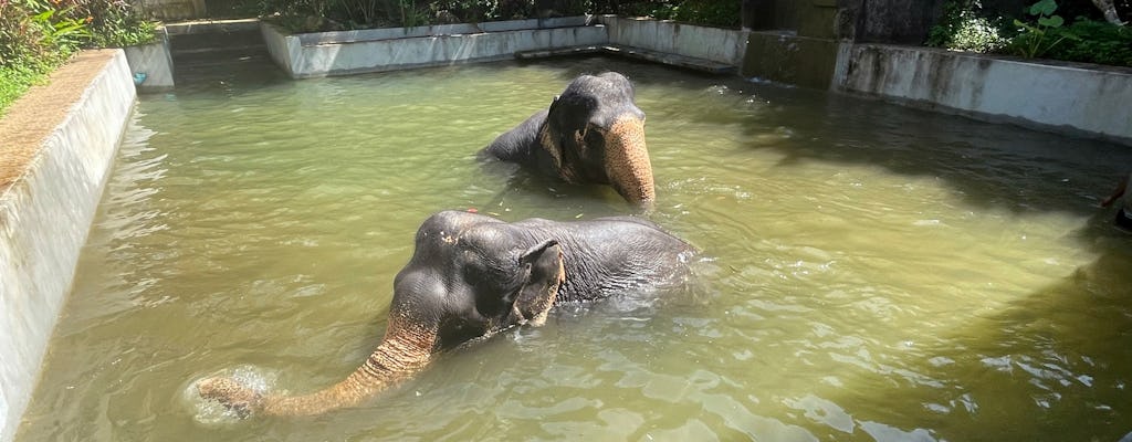 Halve dag olifantenopvang vanuit Khao Lak