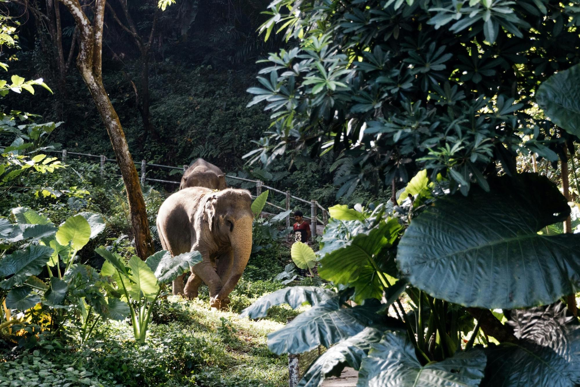 Journée complète au sanctuaire des éléphants depuis Khao Lak