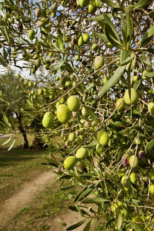 Esperienza di degustazione di olio EVO a Oristano con visita in azienda