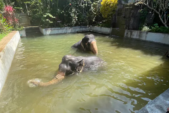 Excursión de medio día con elefantes desde Khao Lak