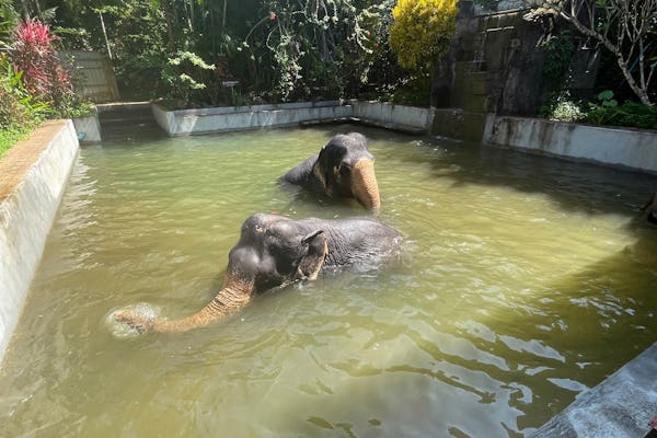 Santuario de elefantes de medio día desde Khao Lak