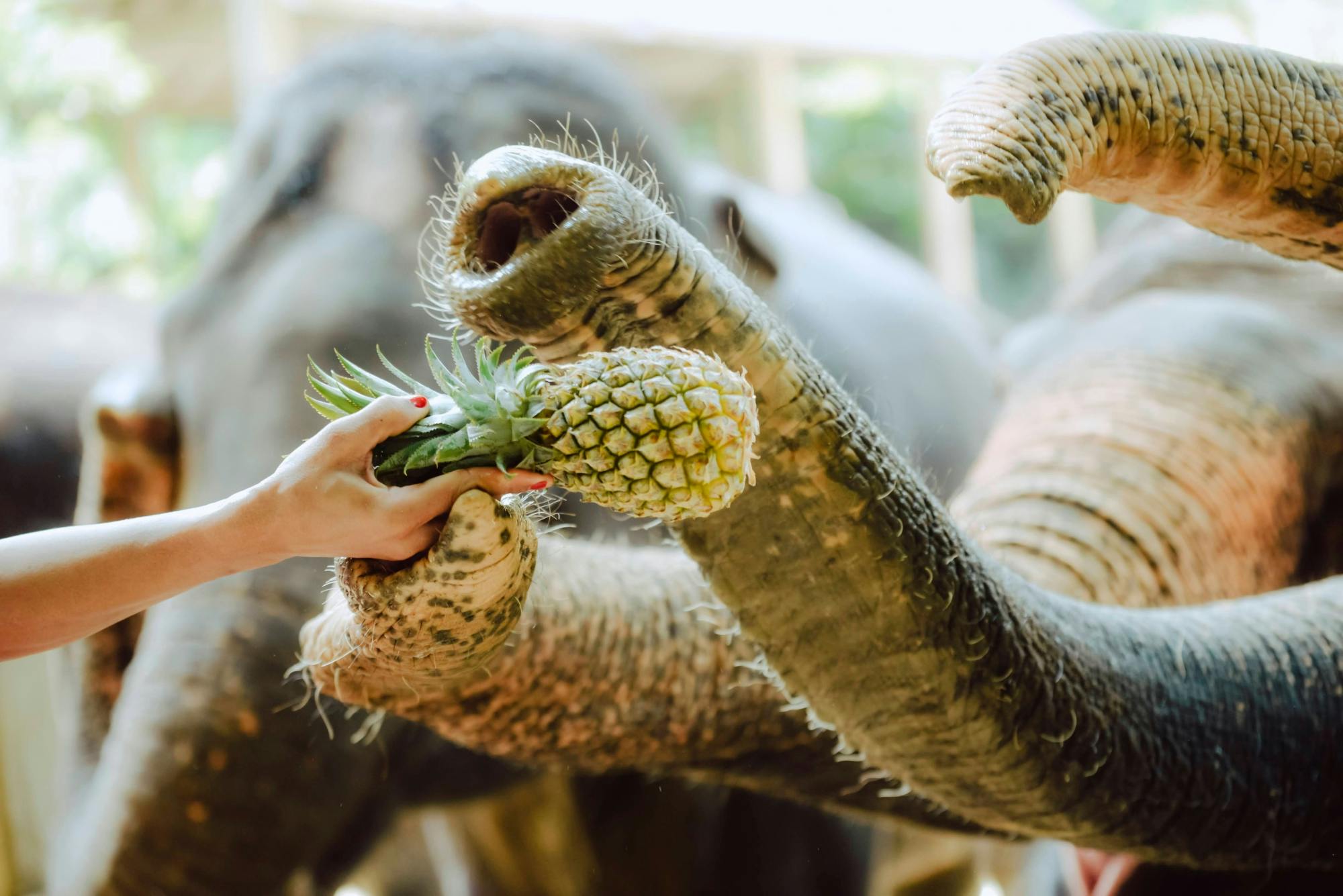 Full Day Elephant Sanctuary From Khao Lak