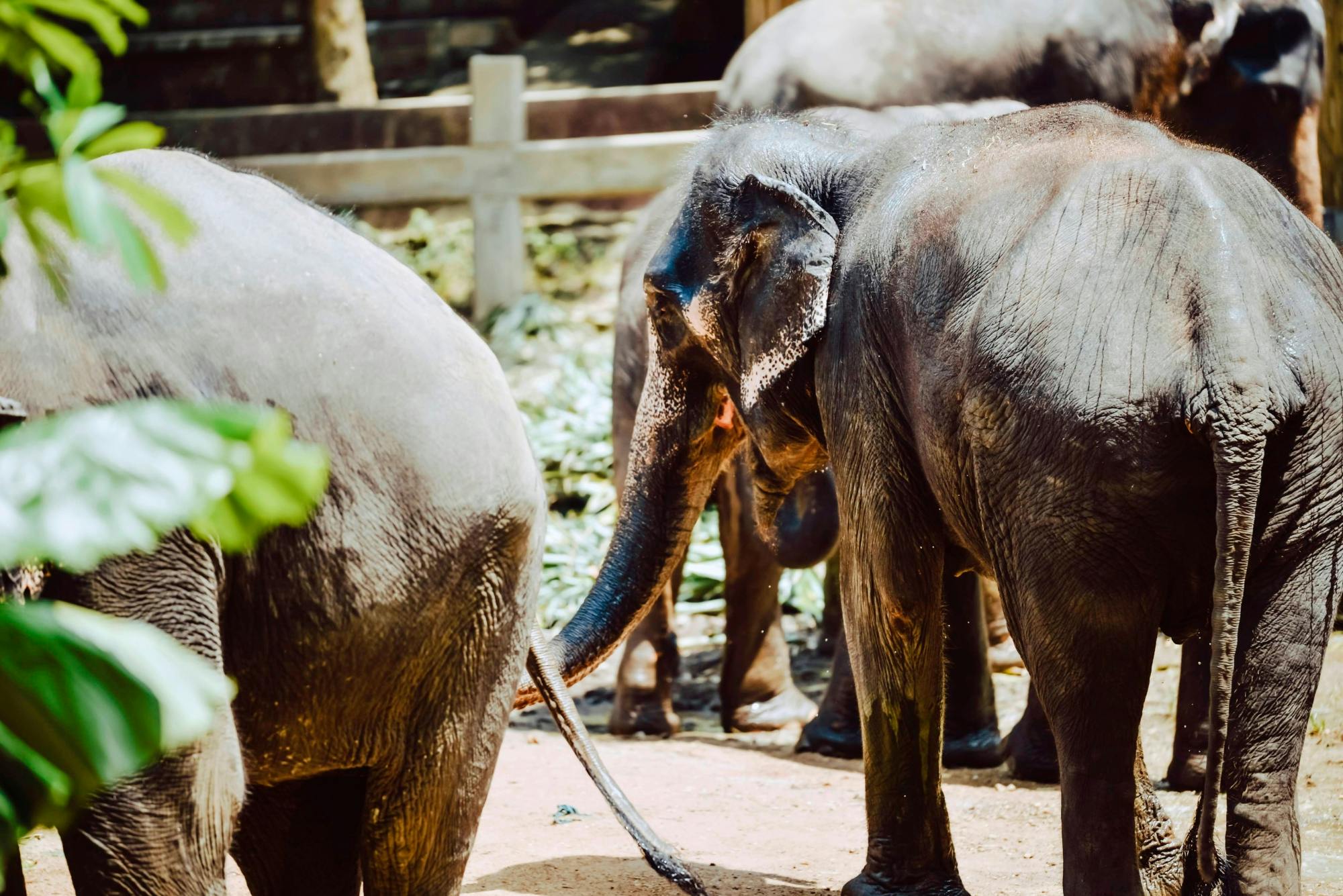 Full Day Elephant Sanctuary From Khao Lak