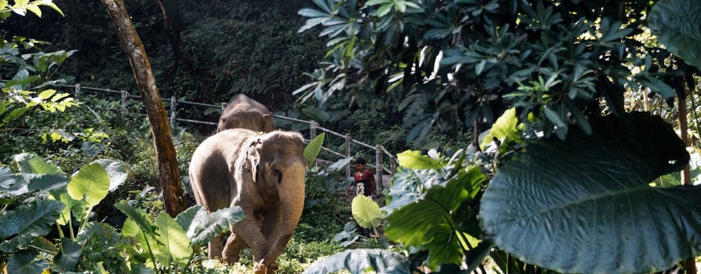 Całodniowe sanktuarium słoni z Khao Lak