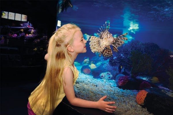Bilety Hopper do parku LEGOLAND® California i Sea Life® Aquarium