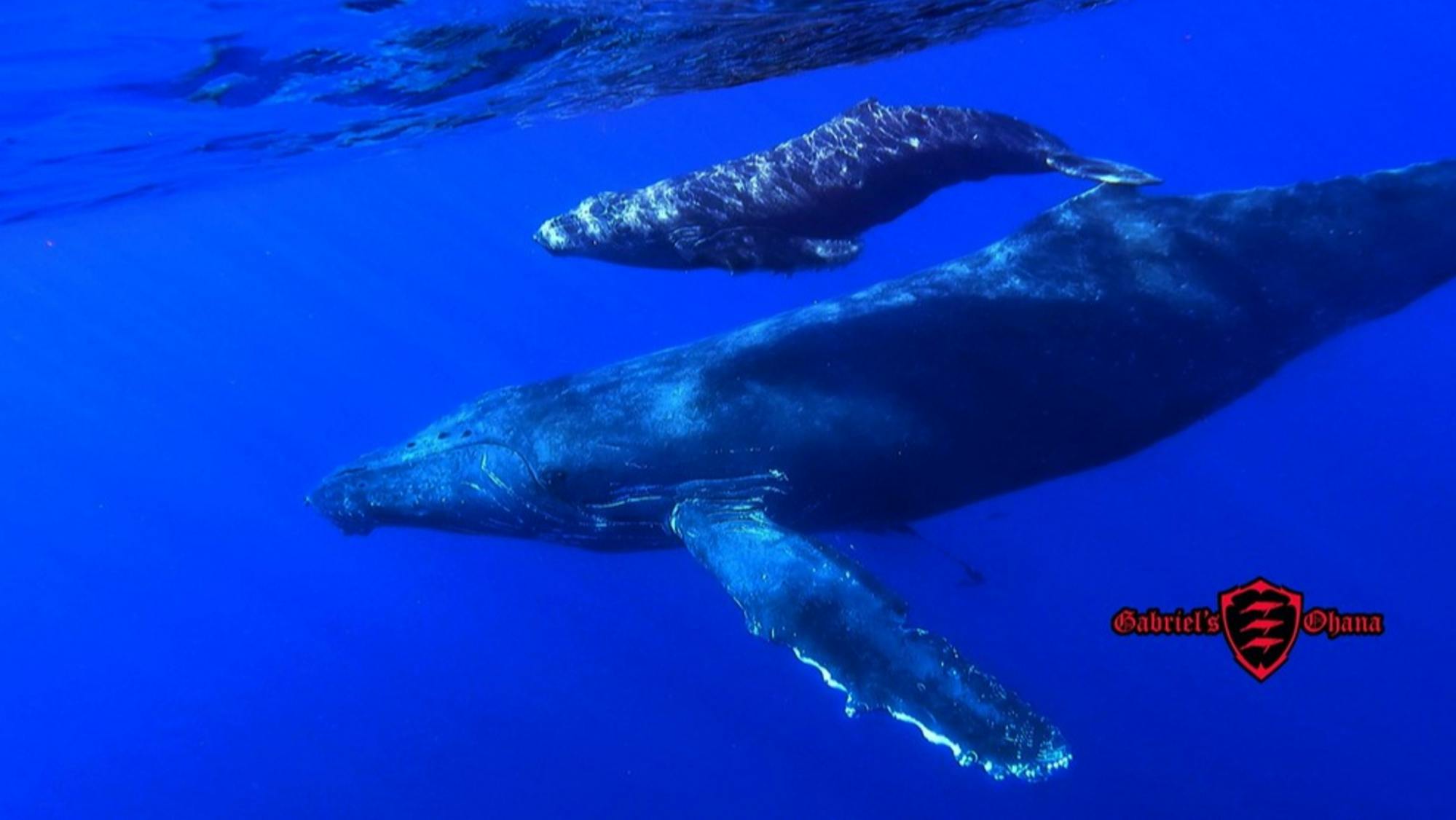 Excursion d'observation des baleines en kayak à Maui